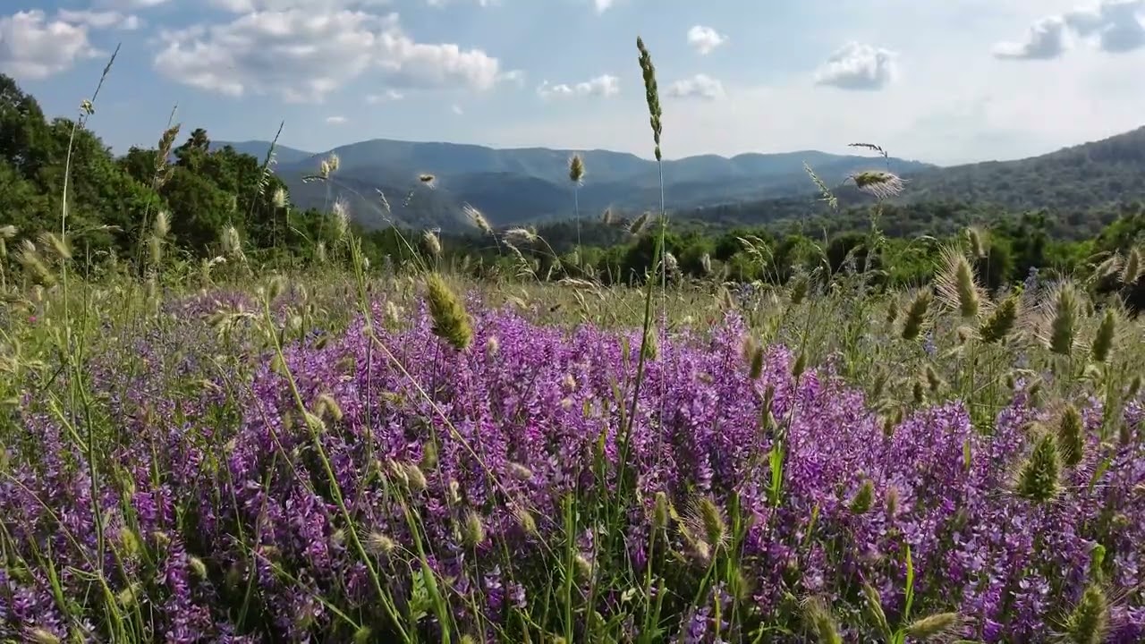 Emerald Haven: Blooming Spring Flowers and Birdsong in the Mountains
