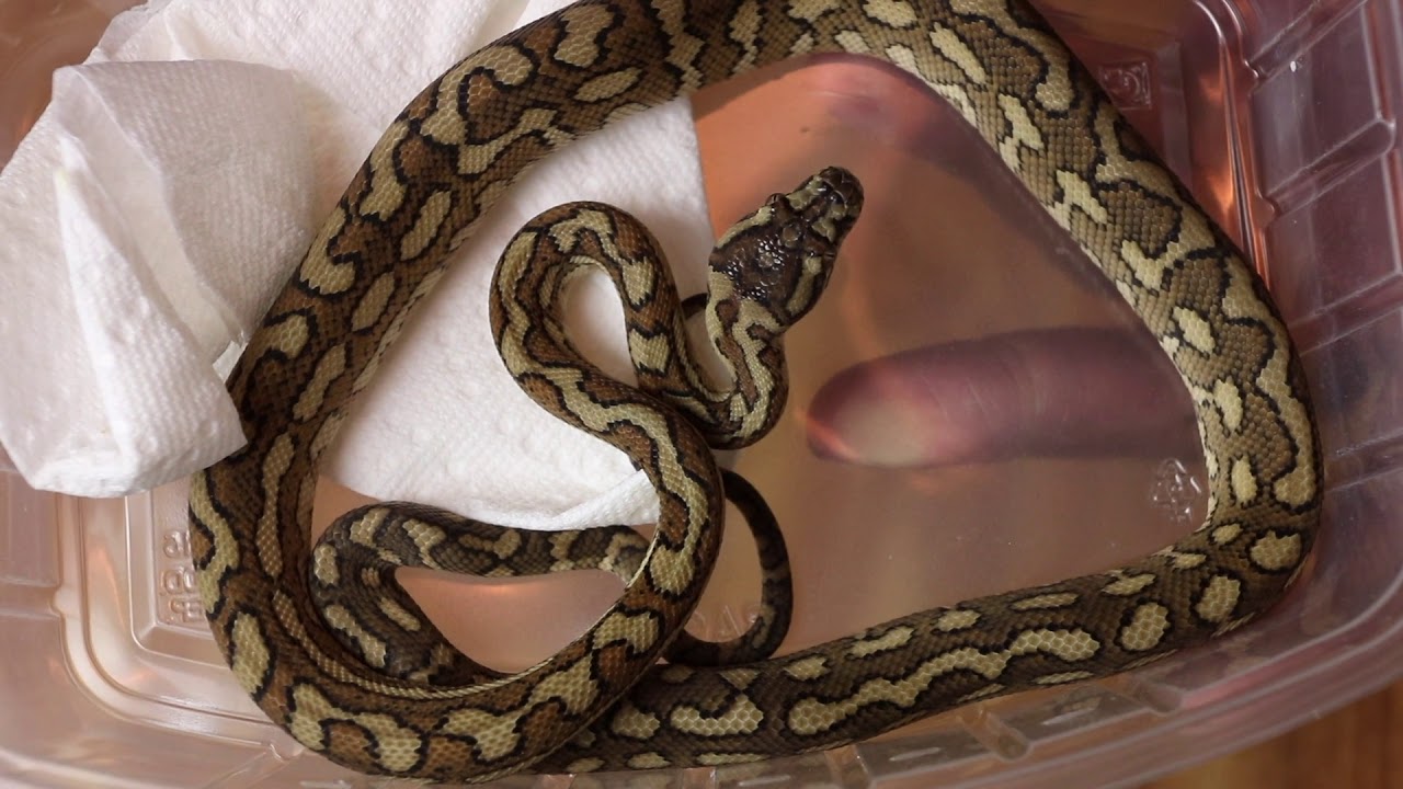 New Snake Unboxing and Enclosure Setup