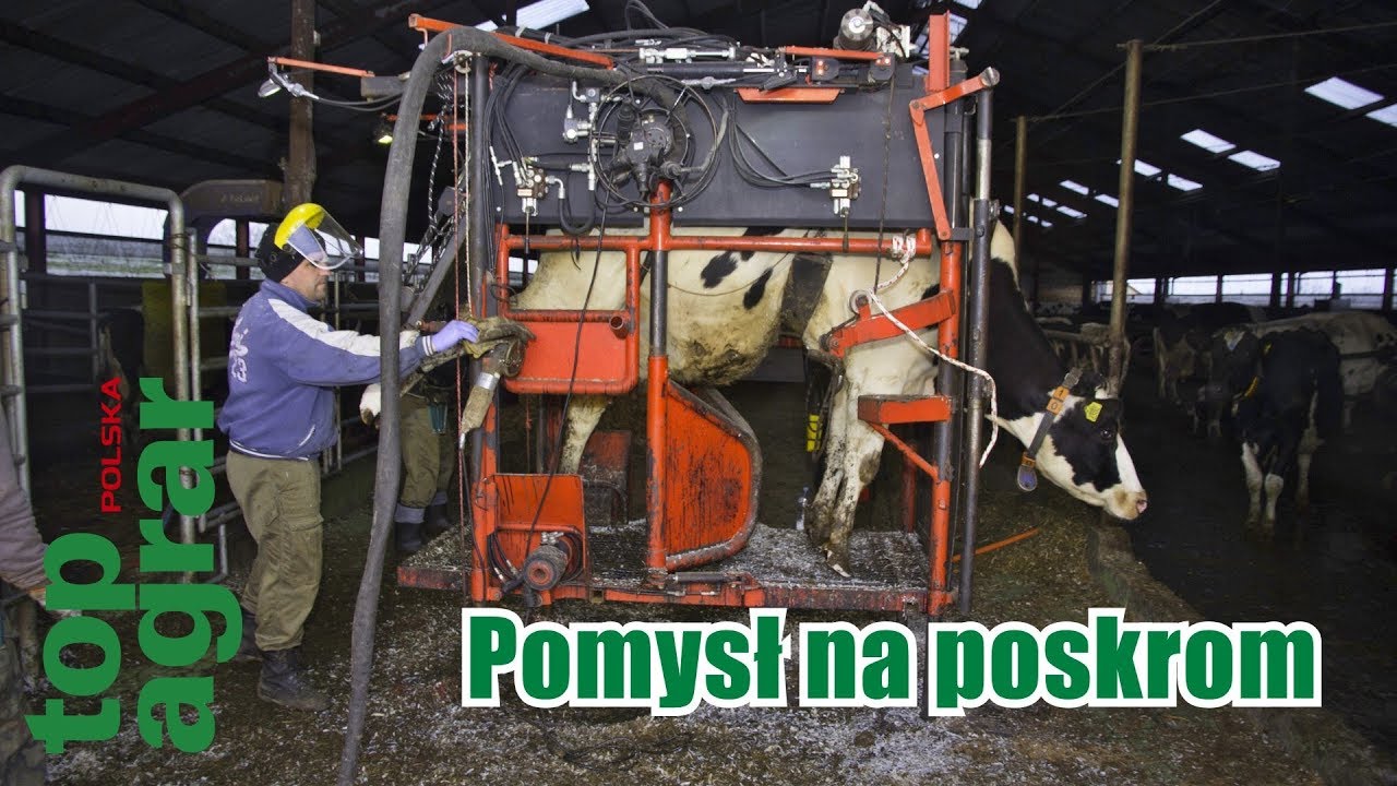 Pomysł na poskrom dla kr&oacute;w - własna konstrukcja korektora racic