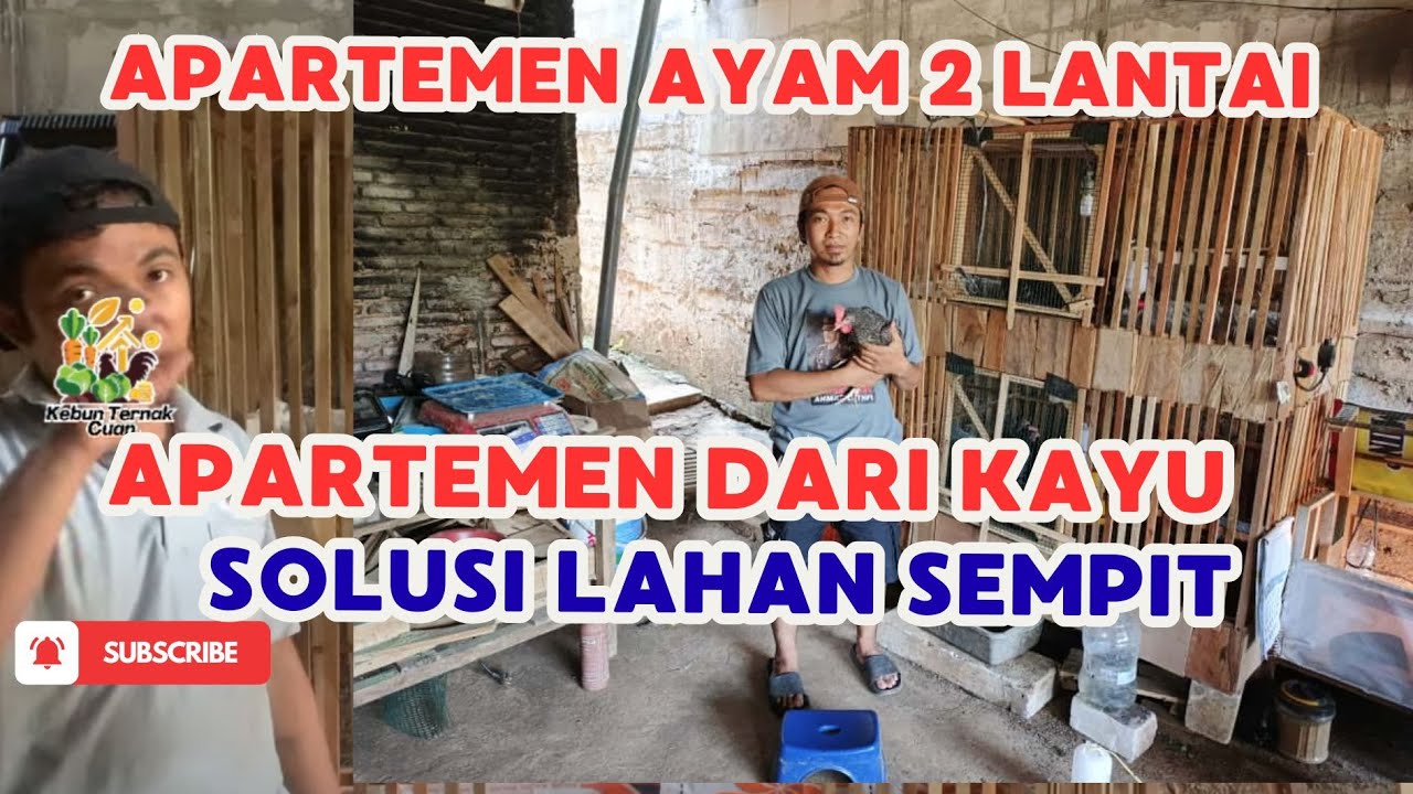 Membuat Kandang Ayam 2 Lantai Apartemen dari Kayu | Solusi Lahan Sempit + Alas Kandang Sekam 