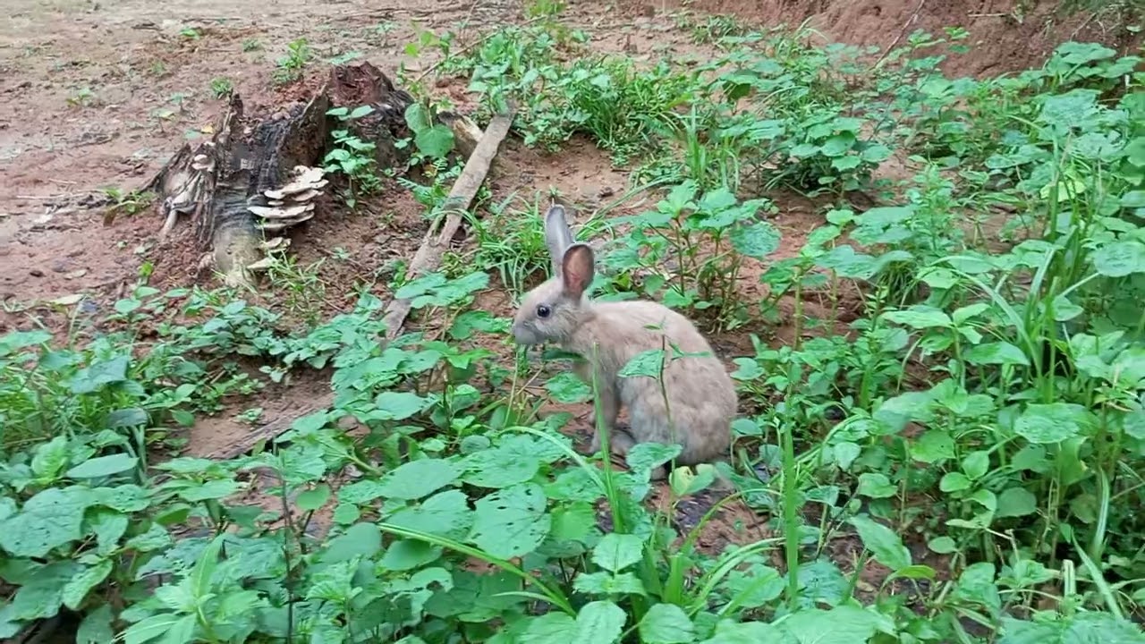 So cute rabbit baby full video