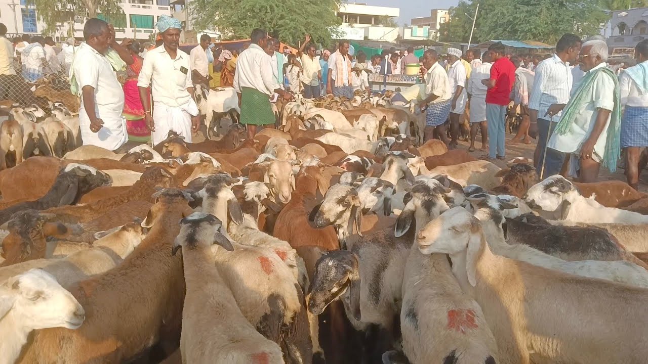 పొట్టేలు ధరలు!! పెబ్బేరు సంత!!pebbeir market!!sheep price!!