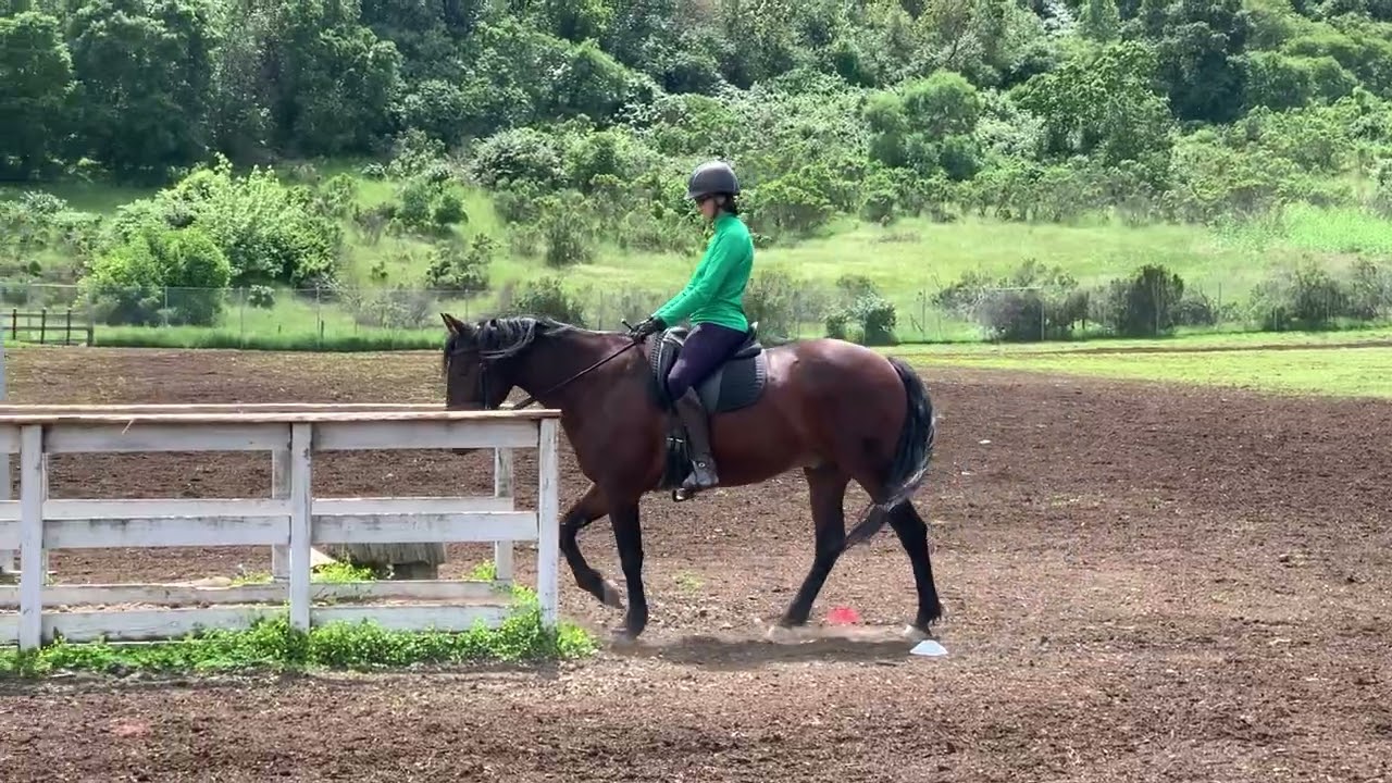 Working Equitation Bridge Obstacle - How To