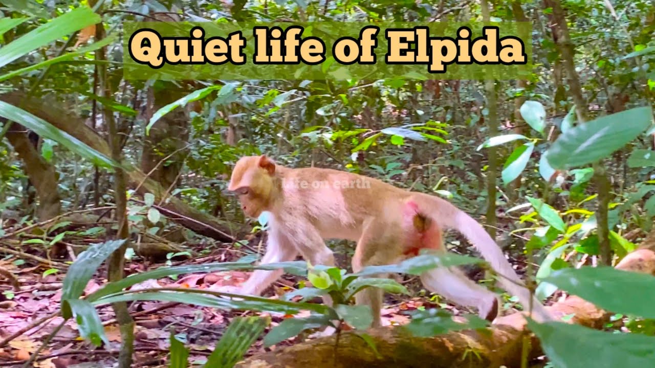Simple life in the real world of golden monkey Elpida / real from monkeys of Mahanokor troop.