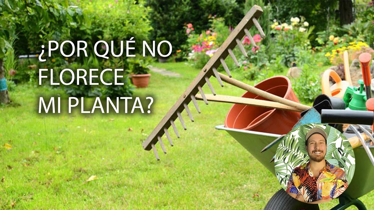 &iquest;POR QU&Eacute; NO FLORECE MI PLANTA? | &iquest;C&Oacute;MO HACER QUE DE FLORES MI PLANTA? | Plantas | Flores | Potasio