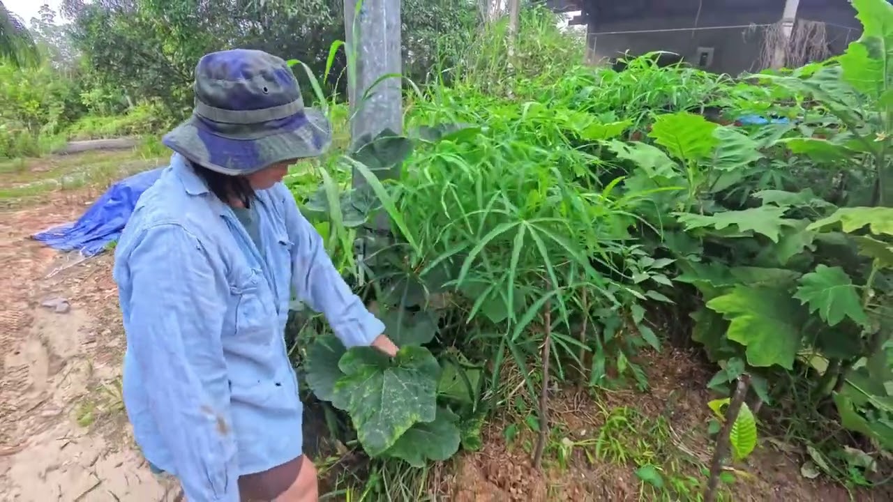 Projek hijau:penanaman sayur di halaman rumah kampung