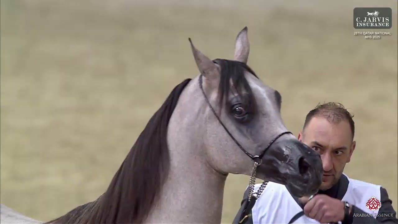 N 190 RAHEEB LEMBARAK   28th Qatar National AHS 2025   Yearling Colts Class 6A