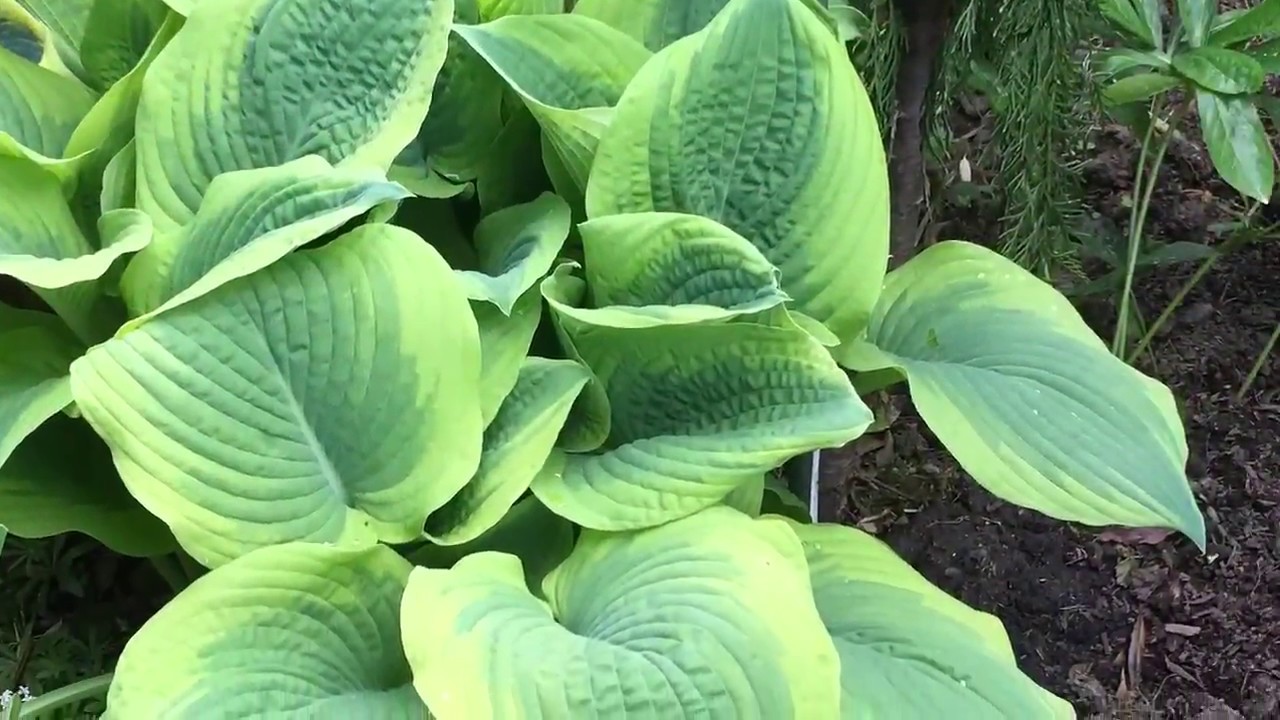 OPEN GARDEN TOUR: Saturday, April 28, 2018