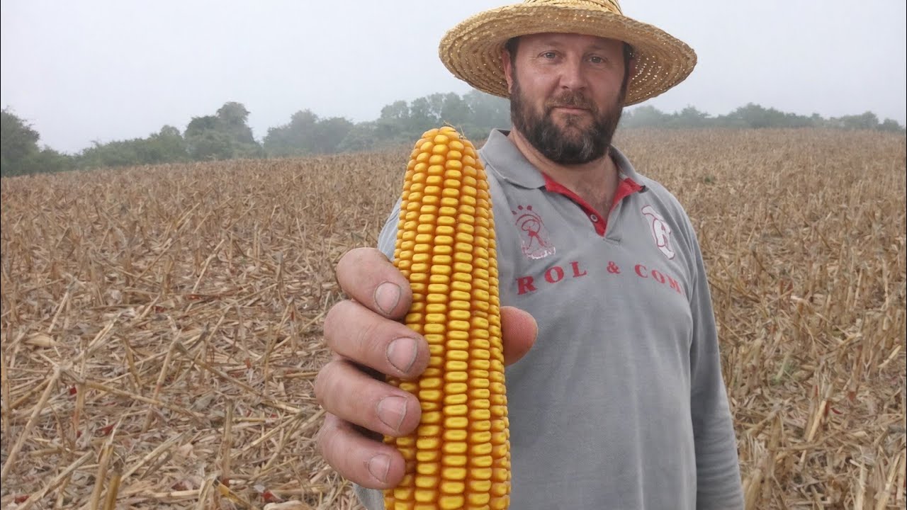 Colhi 9 toneladas de milho por hectare, e agora o que eu faço?????