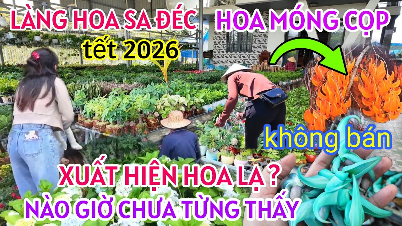 LÀNG HOA SA ĐÉC TẾT 2026 BÙNG CHÁY TRĂM HOA ĐUA NỞ - SIÊU ĐỘC LẠ LẦN ĐẦU TIÊN XUẤT HIỆN HOA MÓNG CỌP