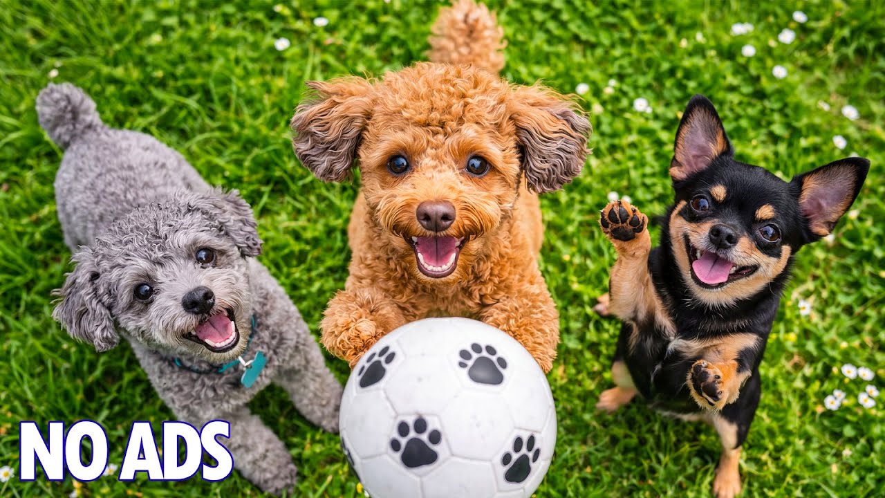 12 часов лучшей успокаивающей музыки для собак 🐶 Снижение стресса и глубокий сон