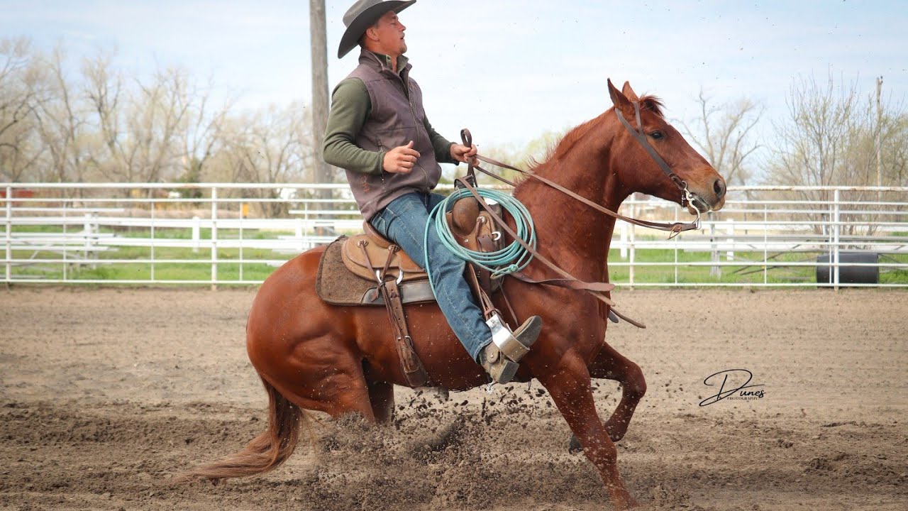 High Browed C20. Hip #25. Clovis Horse Sales, Levelland TX. May 17-18