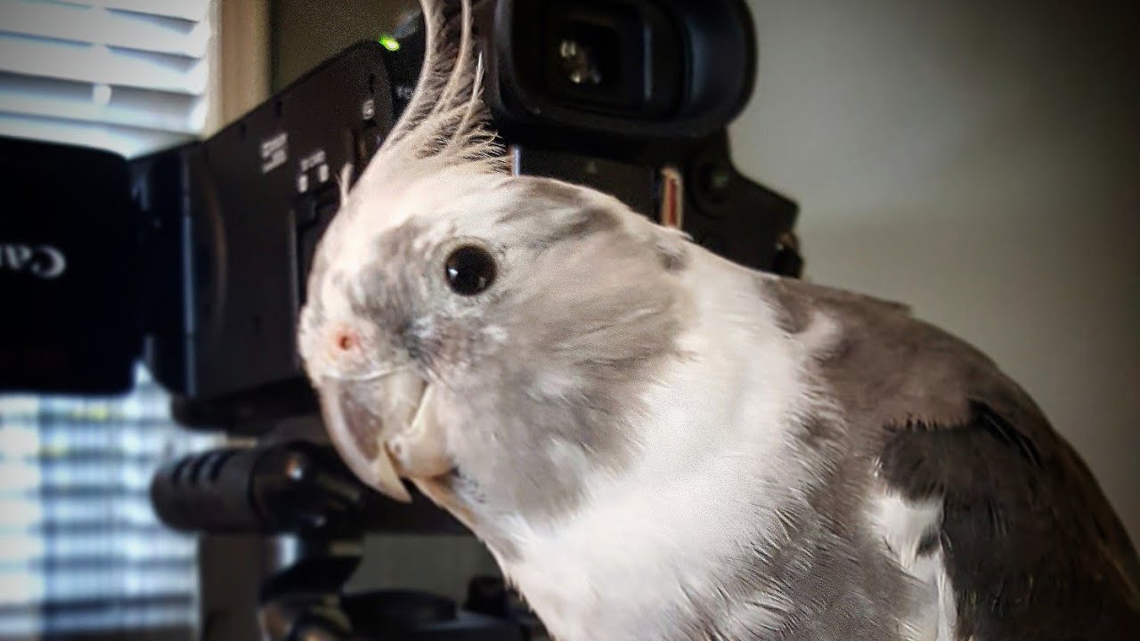 Cockatiel Flight Training