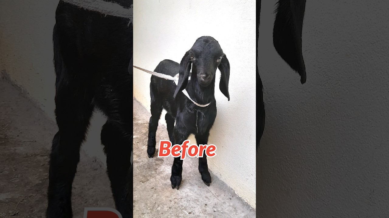 Ajwa Goat before after #argoatfarmts