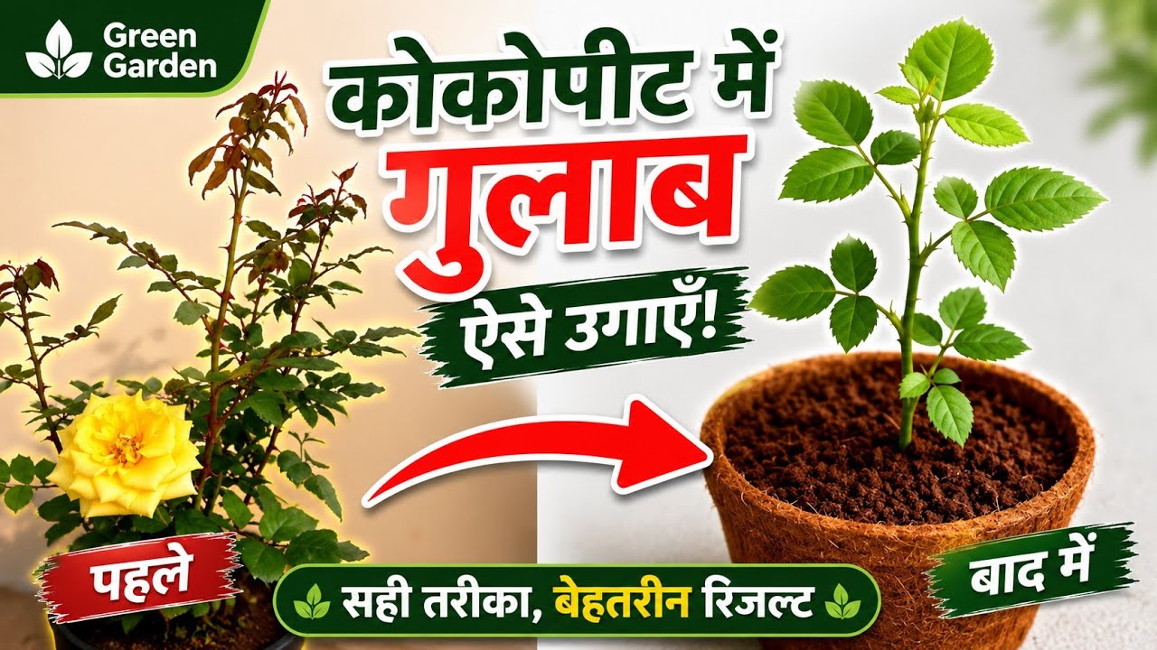 Cocopeat में Rose Plant कैसे Grow करें? Step by Step