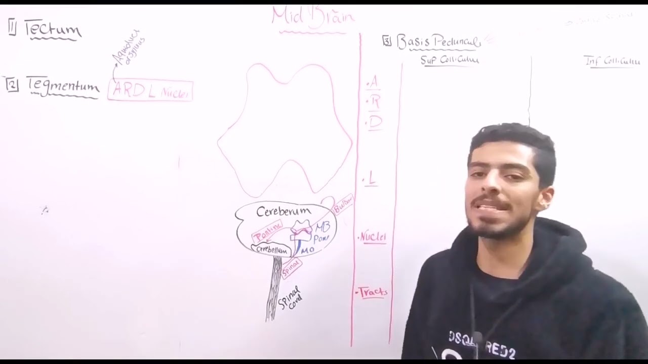 CNS 11 (Midbrain)
