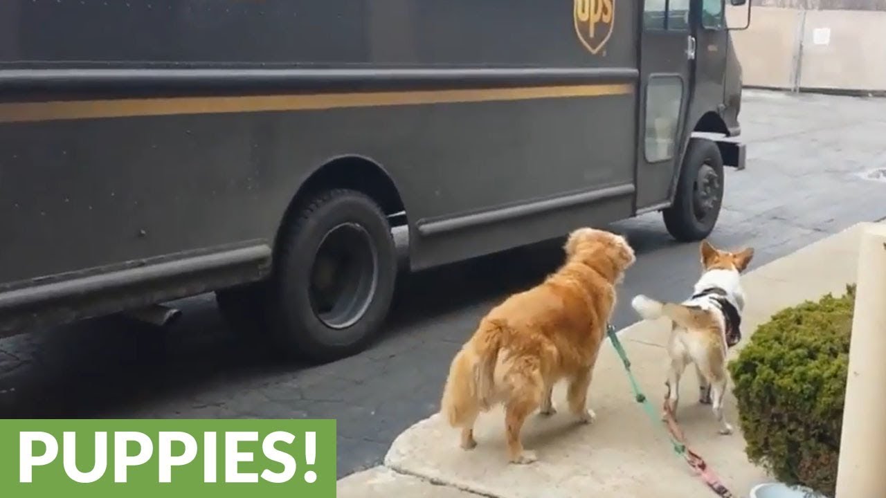 UPS driver stops to give treats to dogs