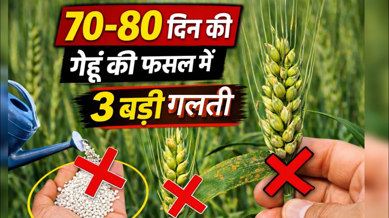 70–80 दिन की गेहूं फसल में 3 बड़ी गलती | दाना पतला क्यों होता है?