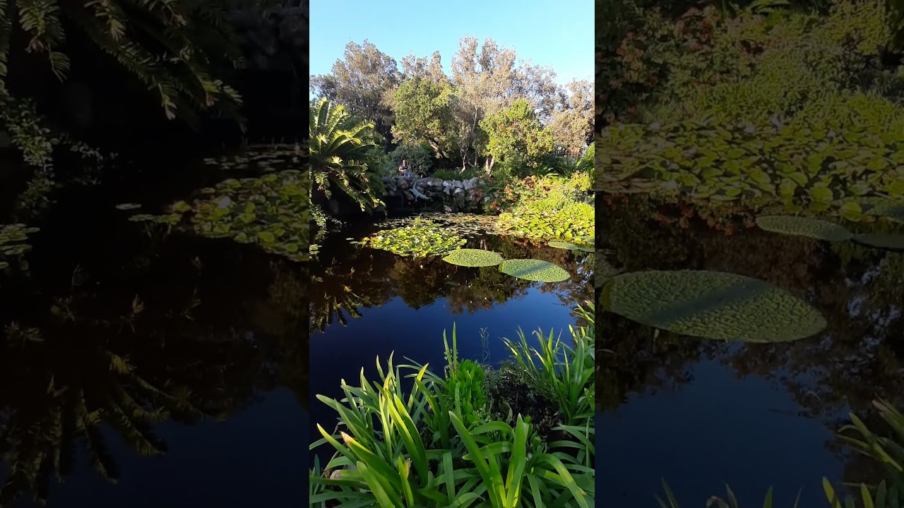GIARDINI LA MORTELLA,  SOPRA FORIO, ISCHIA PROVINCIA DI NAPOLI, ITALIA.