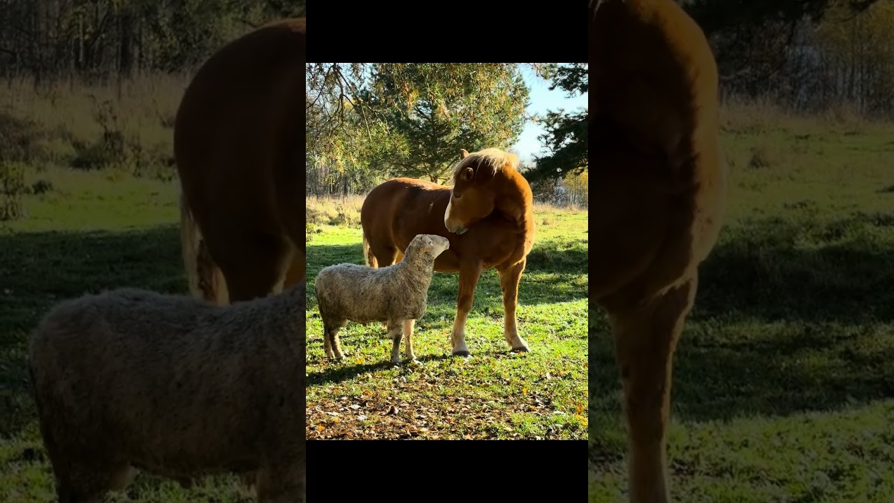 #video #романтика  ❤️‍🔥 #лошадь #осел #баран #villagevlog #horse #donkey #cavalo #burro #घोड़ा #गधा 