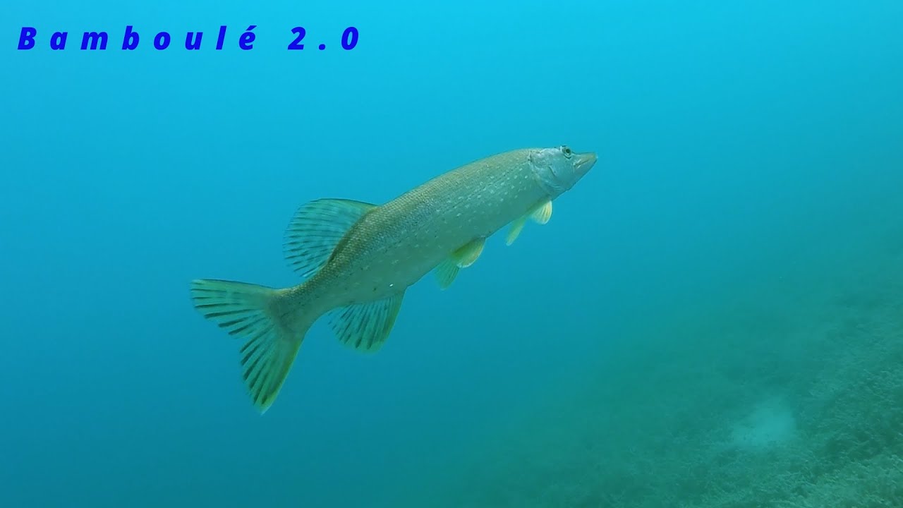 Magnifique attaque de brochet sur leurre de pêche, 1 min avant l'attaque, bamboulé 2.0 #pikefishing