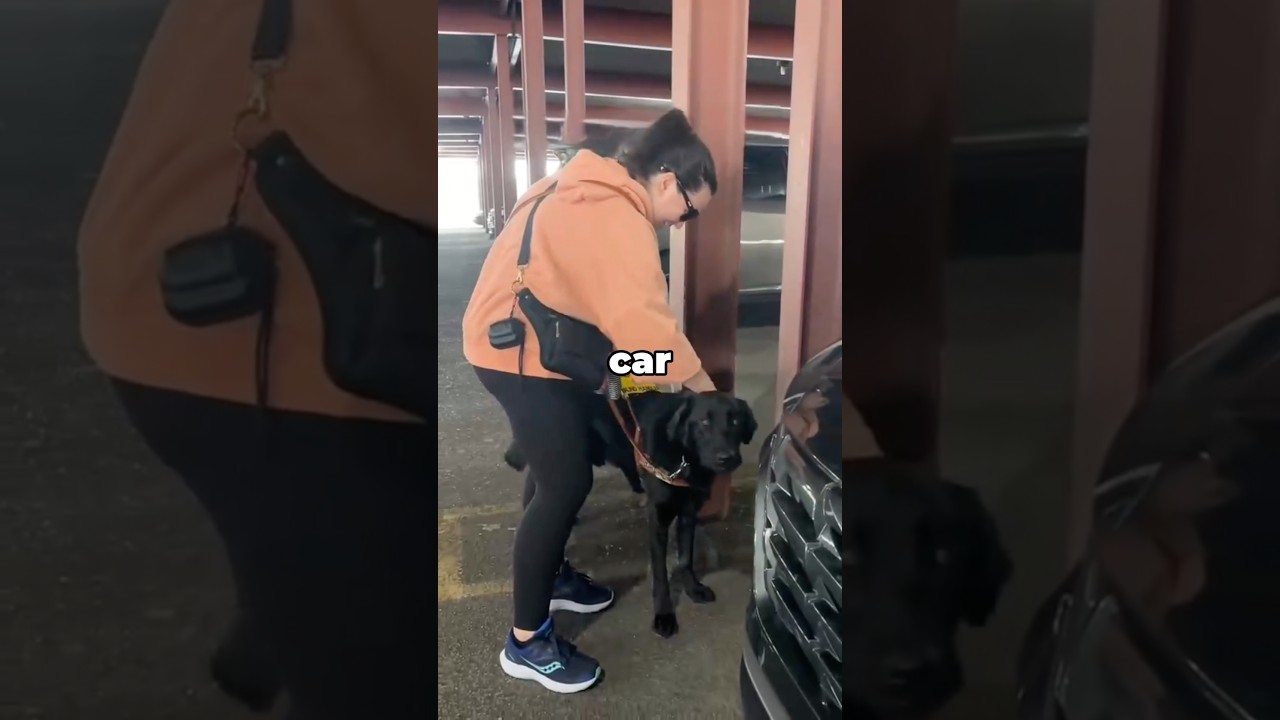 В торговом центре стояли тысячи машин&hellip; Собака нашла только одну 😳