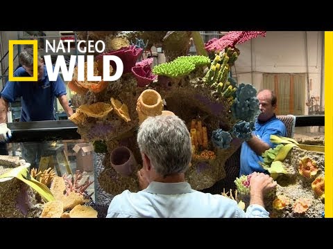 Fishin' Impossible: Coral Crisis | Fish Tank Kings