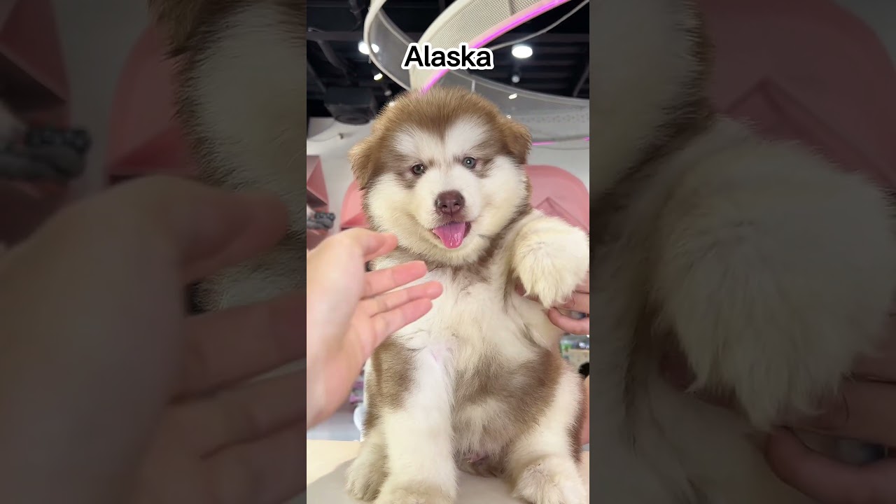 Những lo&agrave;i ch&oacute; đ&aacute;ng y&ecirc;u nhất thế giới (P3) #pets #ch&oacute; #Alaska #goldenretriever