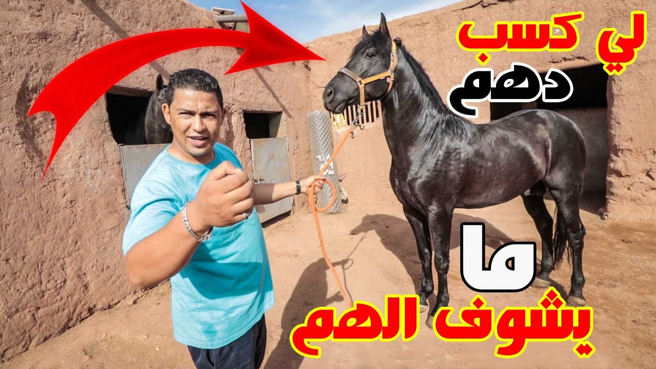فلوق مدخم ولاعة مع محمد برزوق احسن تاجر للخيول  🐎 بمراكش 🕌 / بصدقة تلاقيت بالاصدقاء ديال كازا