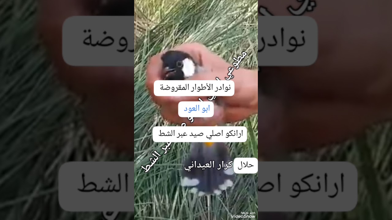 مطوعي ارانكو مشترك من طور ابو جناح صيد عبر الشط لعيون الذواقة 07733180108