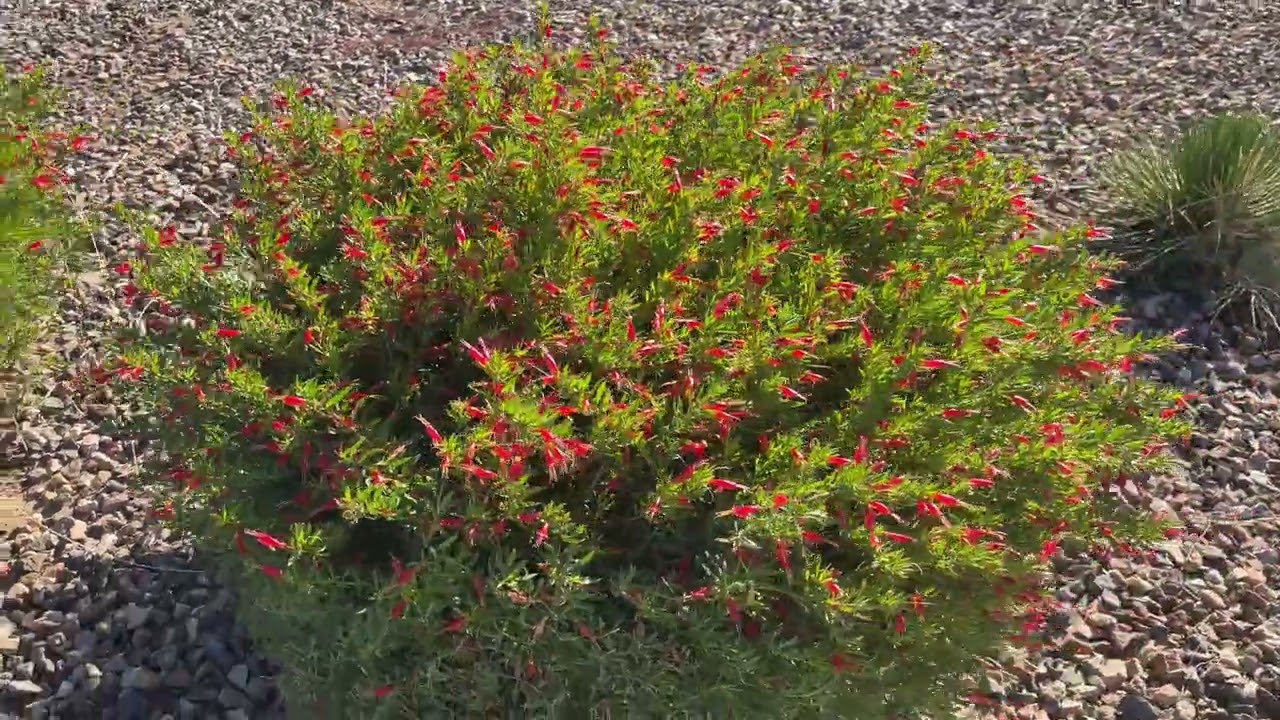 AZ Plant Reviews - Эму «Зимний Блейз» (Eremophila goabra ssp. carnosa ‘Winter Blaze’)
