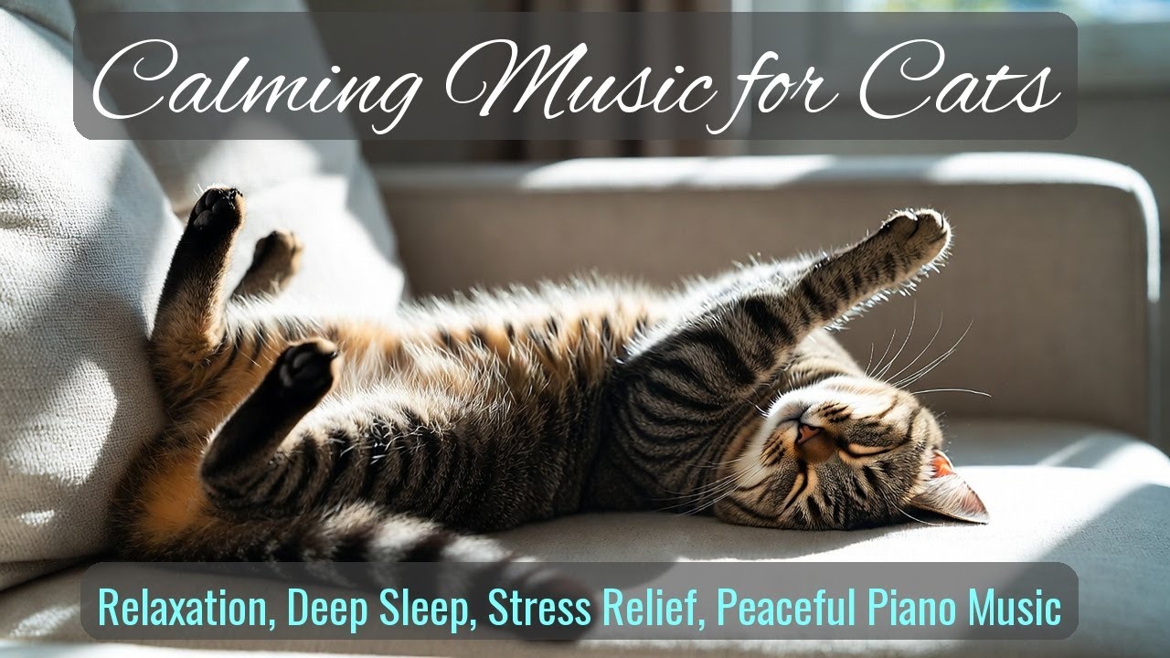 LIVE Cute Sleeping Cat for Cozy Background 🐱 | Season 44