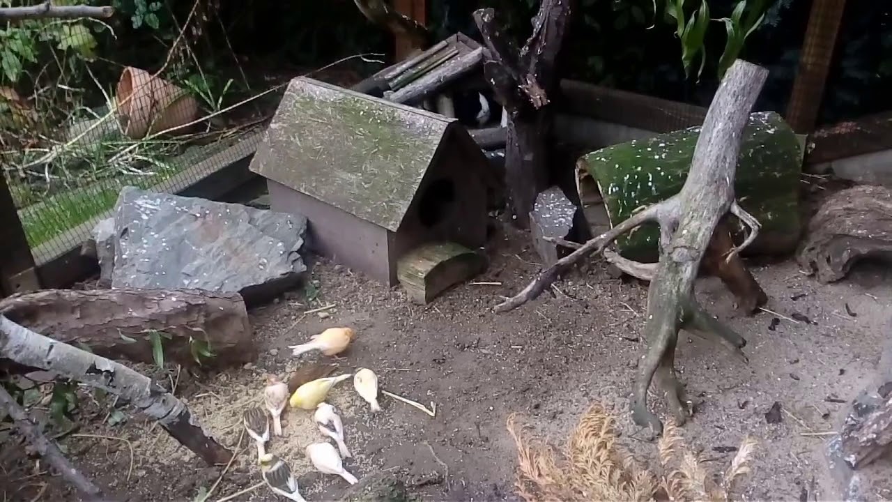 Ein Besuch in unserer Vogelvoliere. #Kanarienvögel #Meerschweinchen