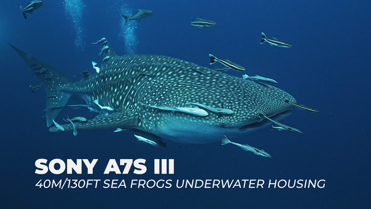 Sony A7S III / FE 16-35mm F4 lens in Sea Frogs housing - Whale Shark at South West Pinnacle Koh Tao