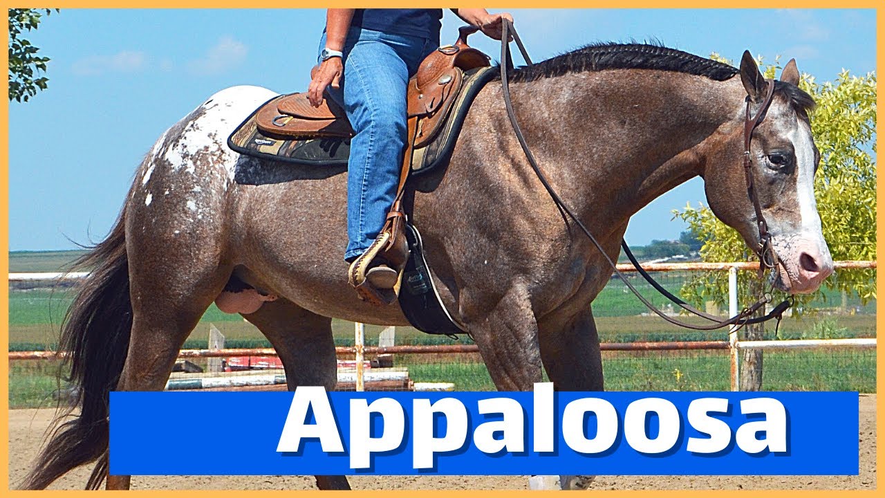 About The Appaloosa Horse | DiscoverTheHorse