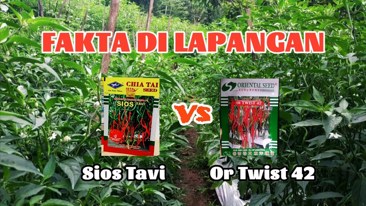 Perbandingan Cabe Sios Tavi dengan Cabe Or Twist 42