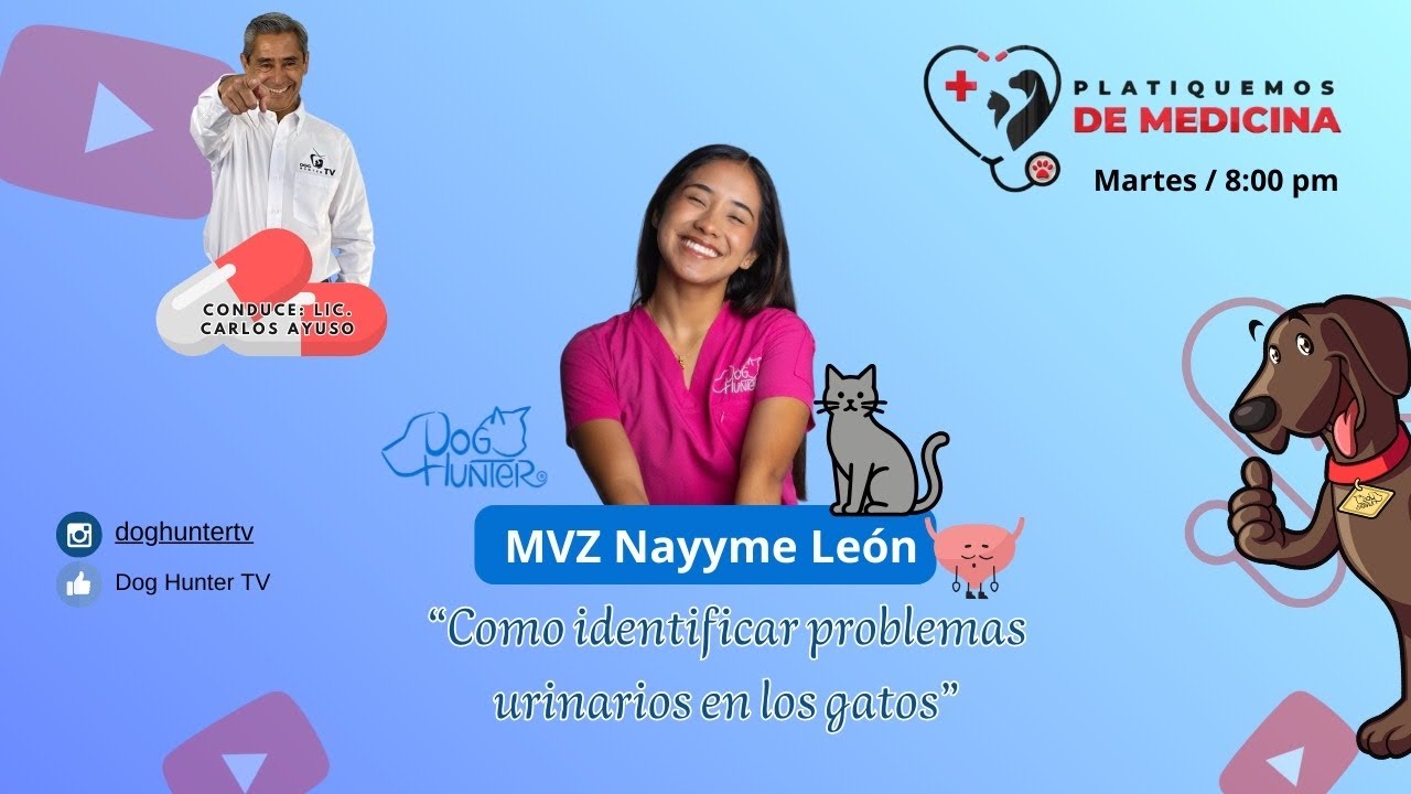 COMO IDENTIFICAR PROBLEMAS URINARIOS EN LOS GATOS