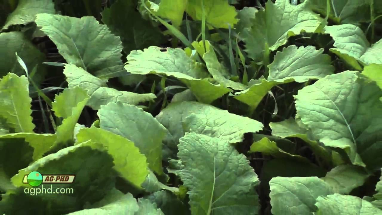 Ag PhD Show #793 (Air Date 6/16/13)