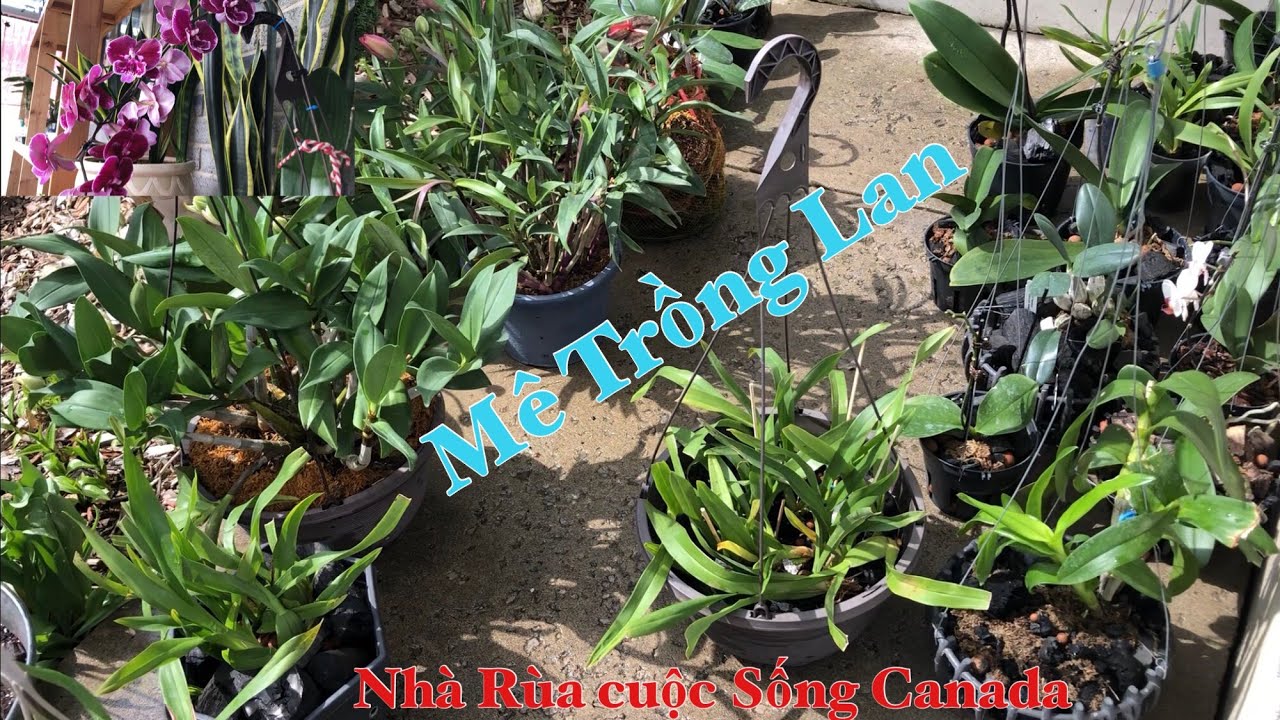 🇨🇦Thăm Lại Vườn Lan Mini Của Nhà Rùa 2023. Hiện Giờ Ra Sao!