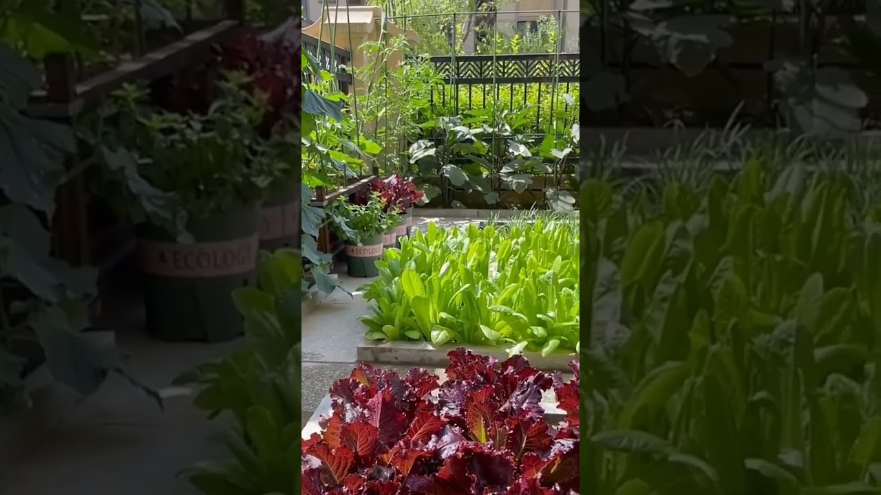 Inspirasi berkebun sayuran di halaman rumah