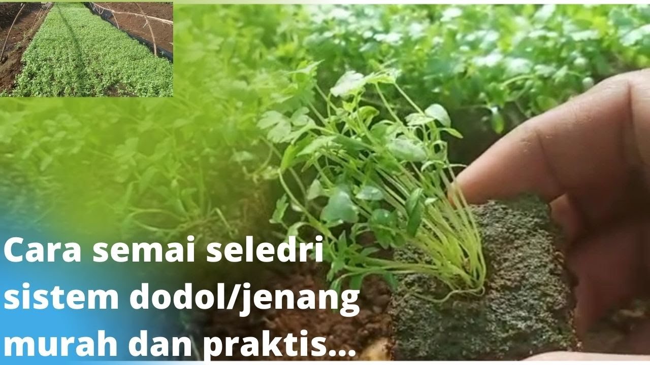 Cara Semai Seledri Sistem Dodol/Jenang Murah dan Praktis