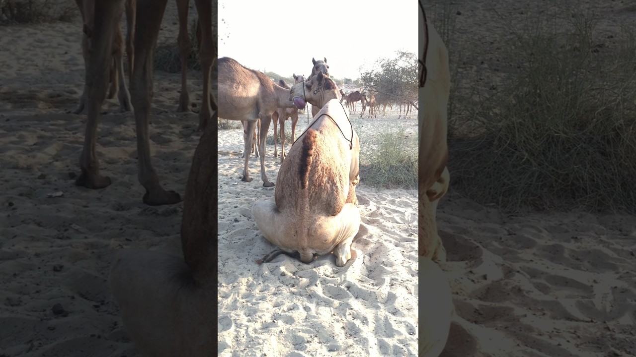 He camel buzzy in work || happy mood
