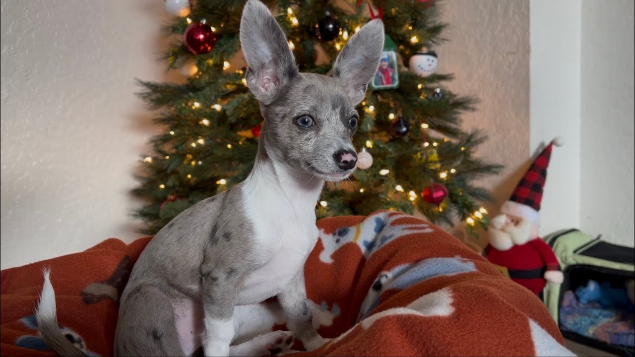 Our chihuahuas first Christmas 🎄 (didn’t end well … RIP Santa)
