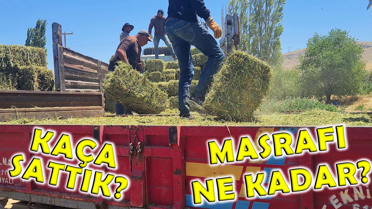 Yonca Balyasını Kaça Sattık? Maliyeti Ne Oldu? Balyanın Karı Ne kadar?