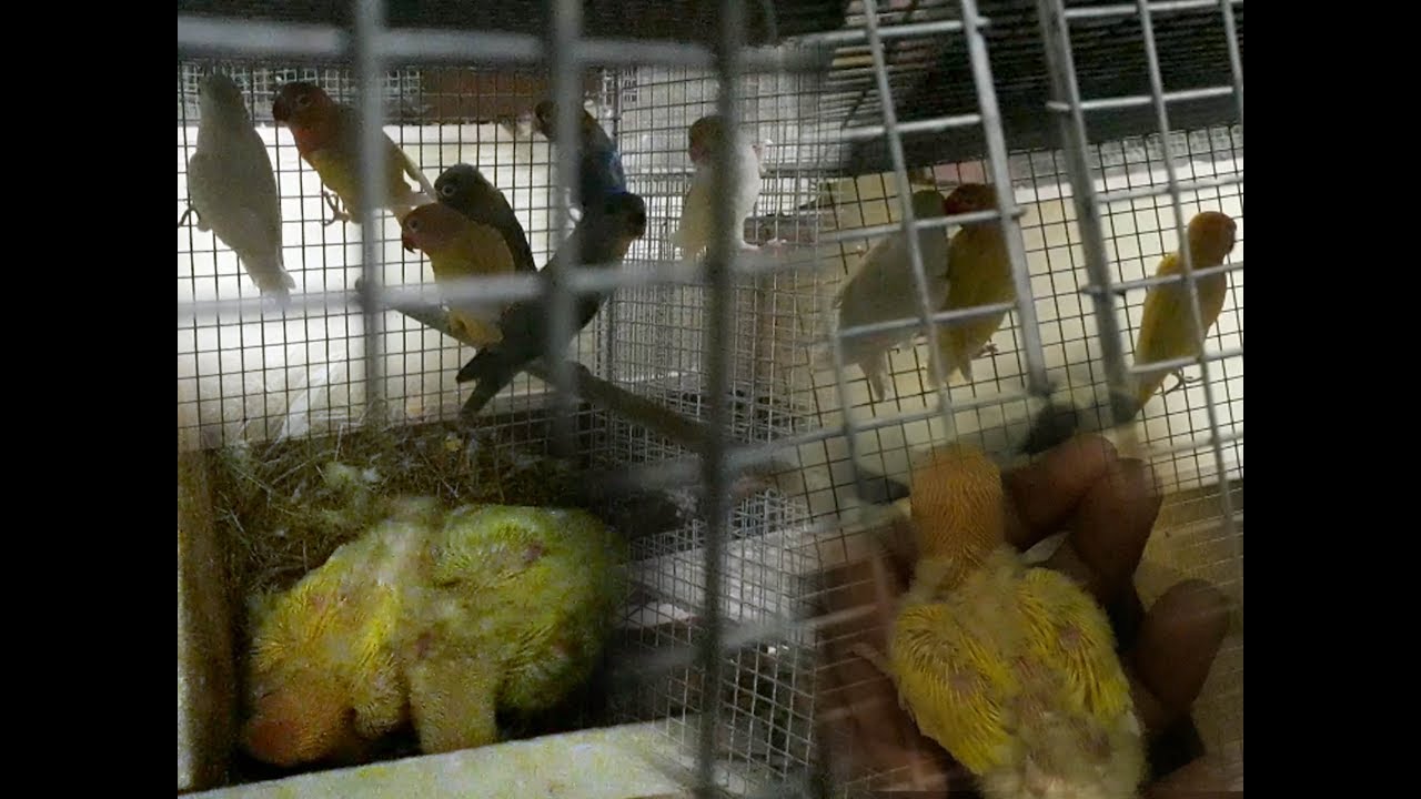 LOVEBIRDS CHICKS SEPARATE & FOSTERING (KOLKATA LOVEBIRDS)