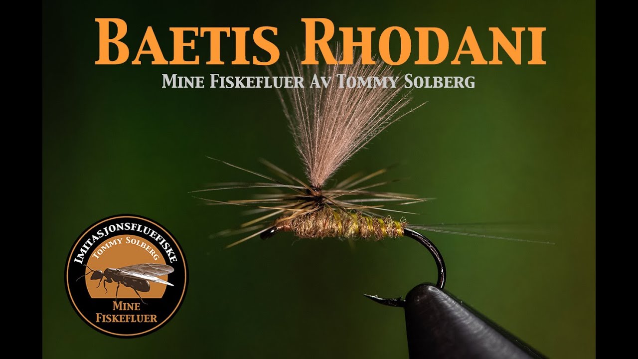 Baetis Rhodani Dun. Mine fiskefluer og imitasjonsfluefiske. Hvordan lage et bra hackle på parachute.