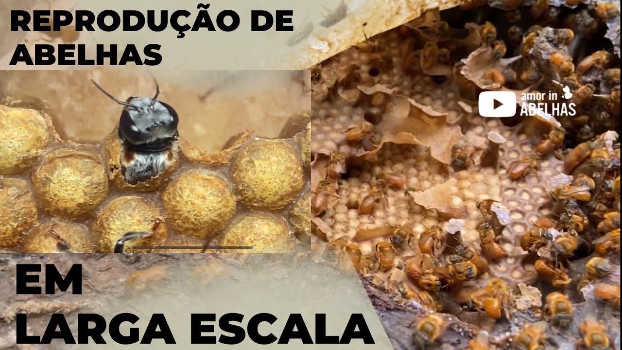 Multiplicação de abelhas sem ferrão em larga escala!