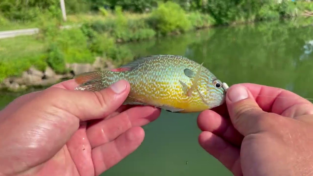 Catching bluegill on Berkley gulp minnows and waxies