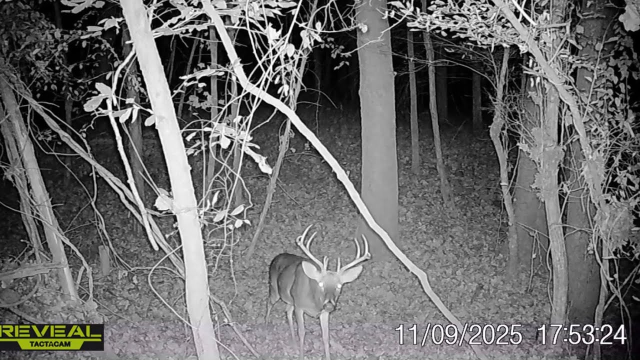 Reveal Tactacam Trail Camera Footage/ Deer 🦌/ Hogs 🐗/ Turkey 🦃 