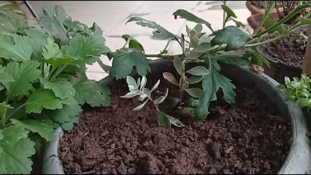 Estou cuidando das minhas plantinhas